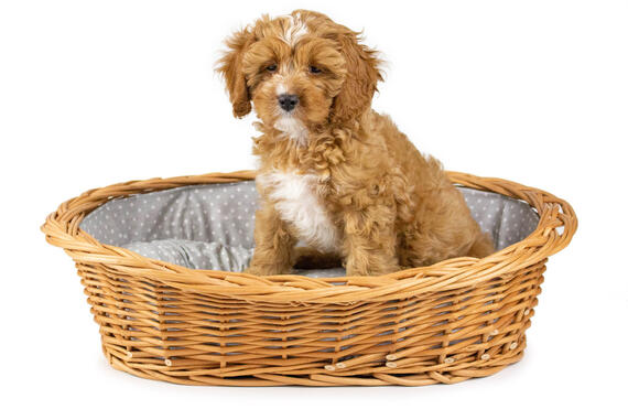 Katzenkorb, Hundebett aus Weide mit grau-weißem Kissen Dant VI.