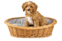 Katzenkorb, Hundebett aus Weide mit grau-weißem Kissen Dant VI.